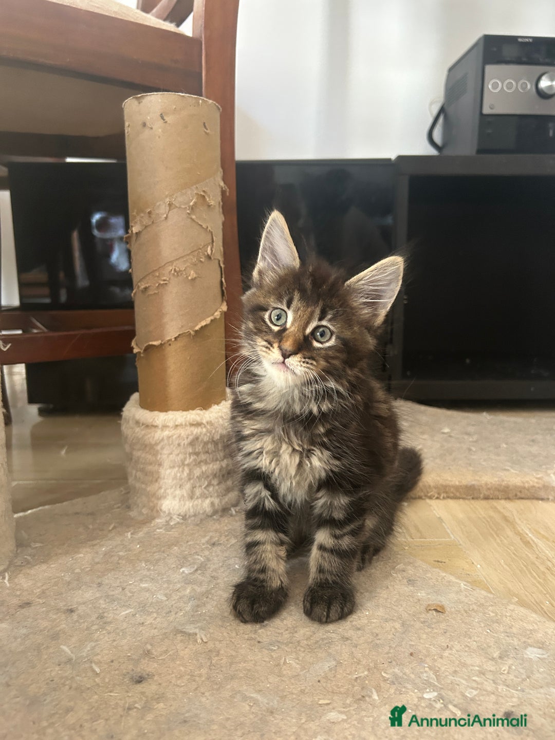 Maine Coon gatti in vendita: Maine Coon pedigree Anfi a Provincia di Modena - Immagine 29