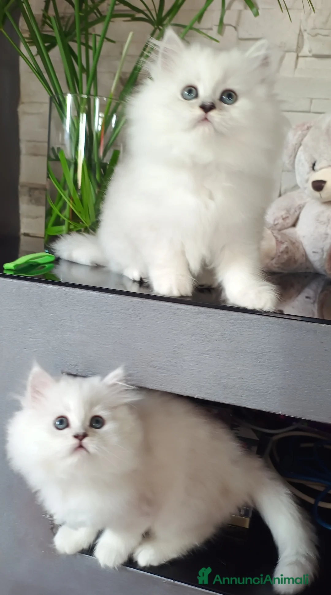 Persiano gatti in vendita: Cuccioli persiano chinchillà normotipico - Annuncio 8