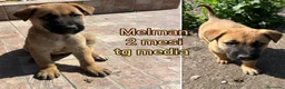Meticcio cani in regalo: Cuccioli tenerissimi senza futuro  a Provincia di Modena - Annuncio 7