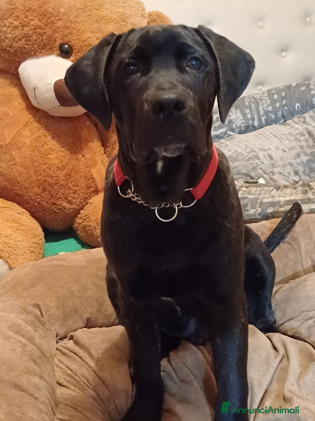 Cane Corso cani in regalo: ALBERTO CUCC. CORSO CERCA LA SUA FAMIGLIA - Annuncio 3