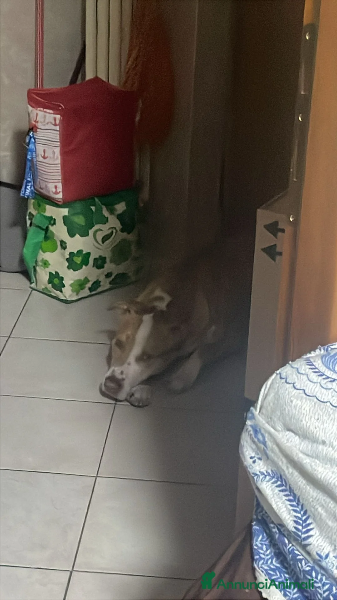 Pitbull cani in regalo: Regalo Pitbull di un anno a Città Metropolitana di Torino - Annuncio 3