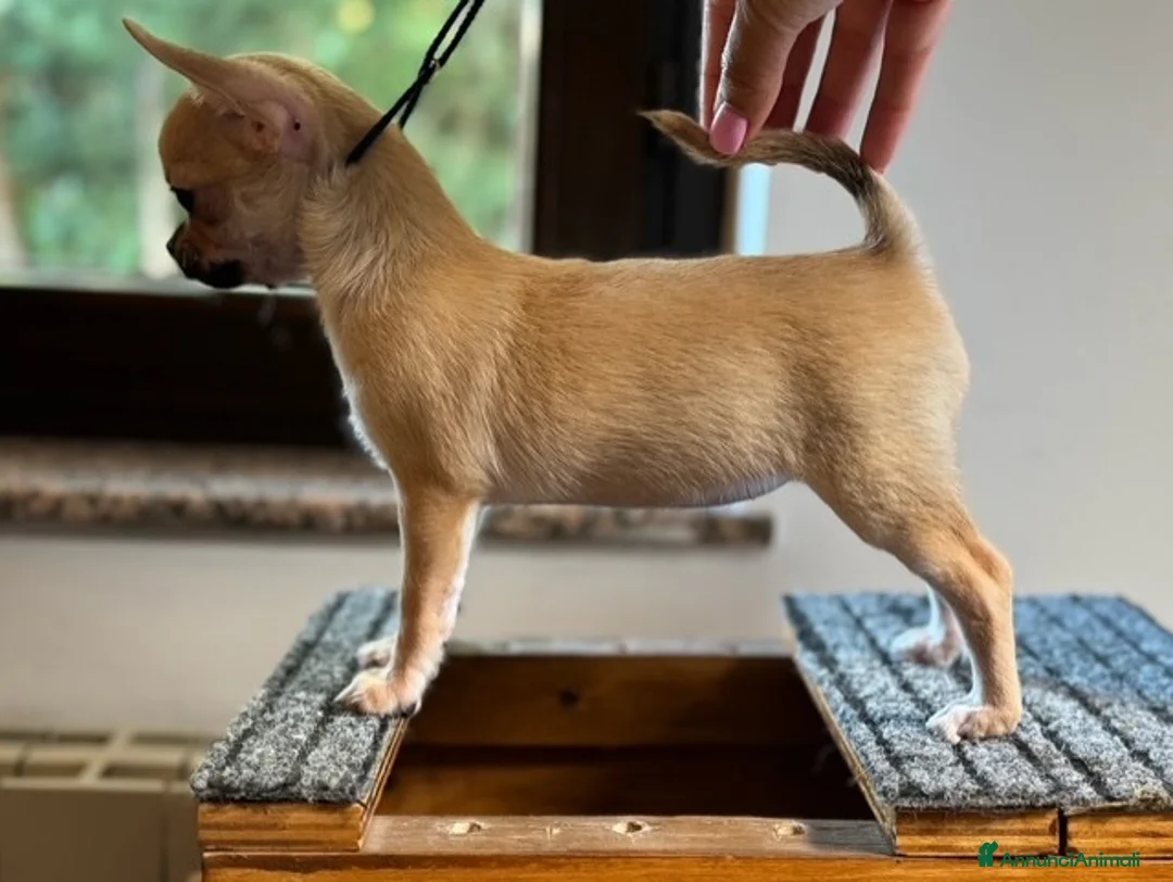 Chihuahua cani in vendita: Chihuahua femmina pelo corto - Annuncio 4