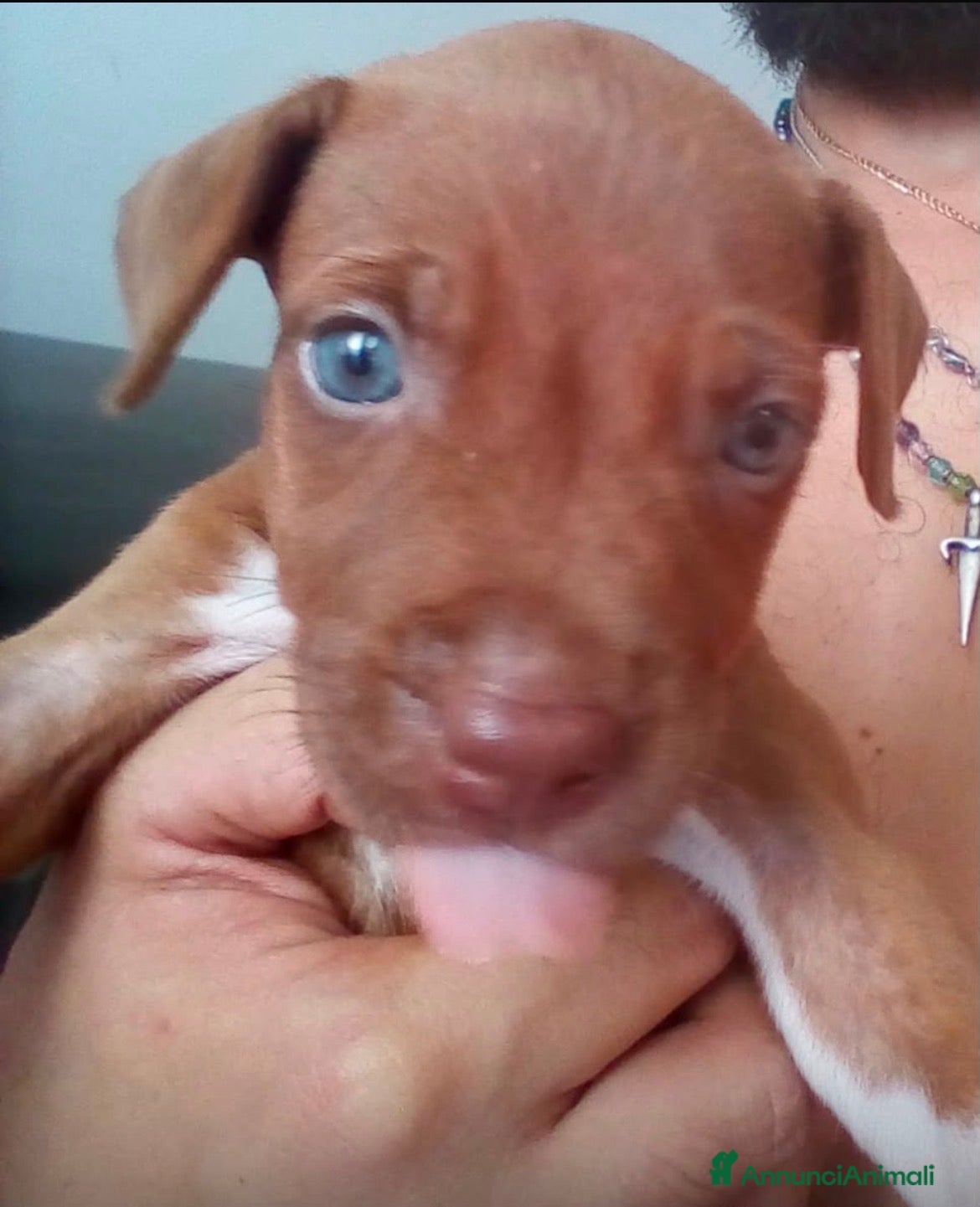 Pitbull cani Pittbull - Annuncio 8