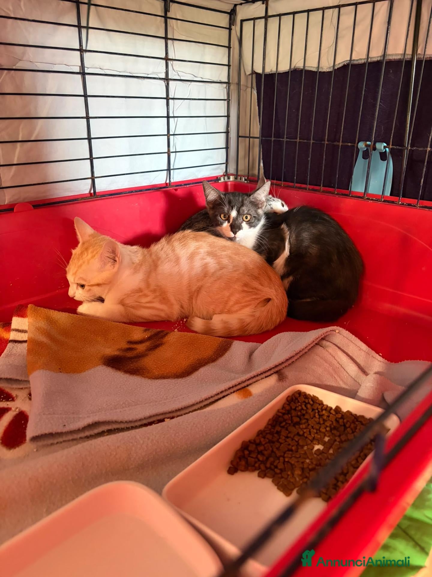 Europeo gatti Cuccioli di gatto  - Annuncio 27