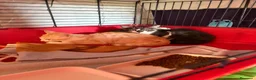 Europeo gatti in regalo: Cuccioli di gatto  - Annuncio 1