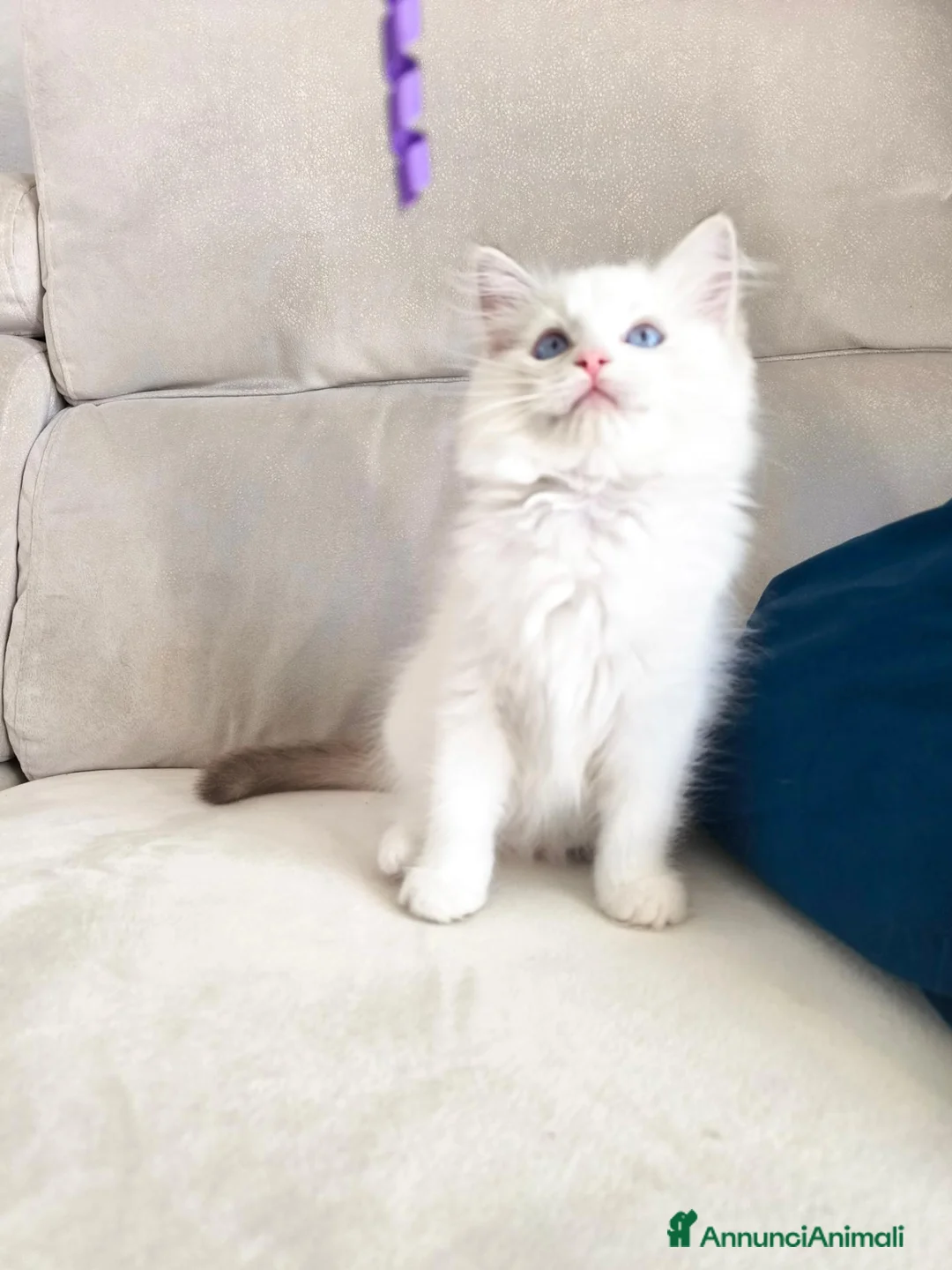 Ragdoll gatti in vendita: Ragdoll cuccioli con pedigree  - Annuncio 2