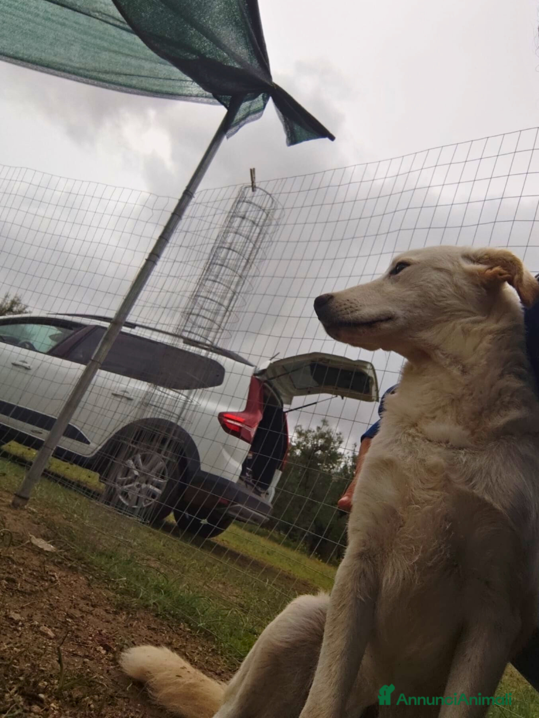 Altre razze cani in regalo: Miele - 8 Mesi - Dolce, Socievole - Annuncio 10