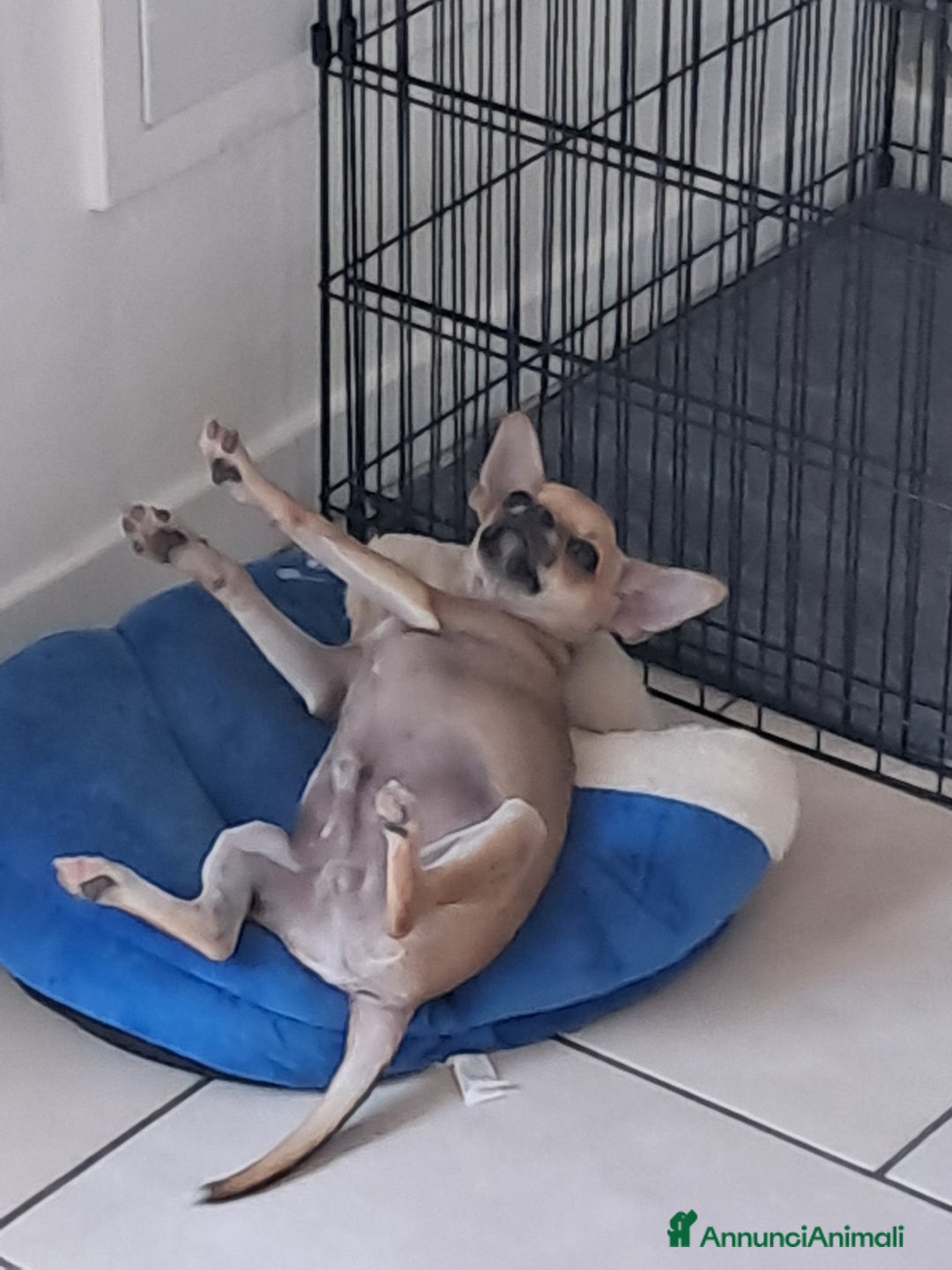 Chihuahua cani in vendita: Chiuahua - Annuncio 2