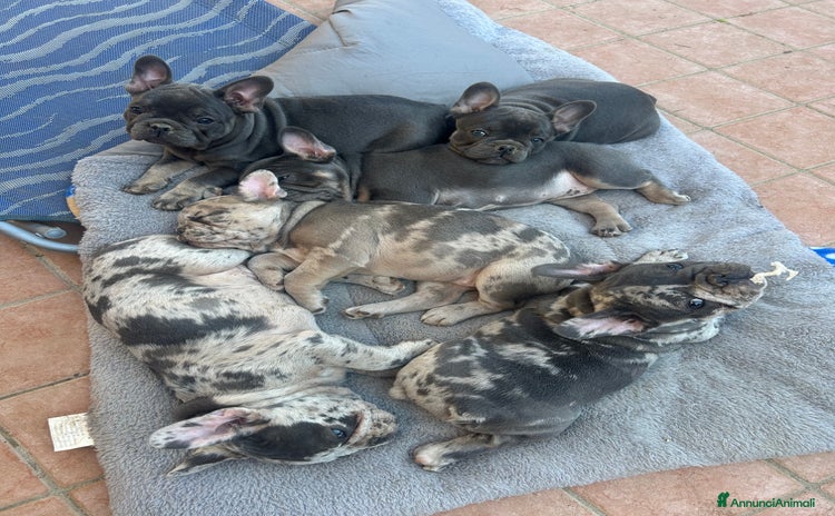 Bulldog Francese cani Bulldog francese - Annuncio 3