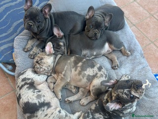 Bulldog Francese cani - Annuncio 29