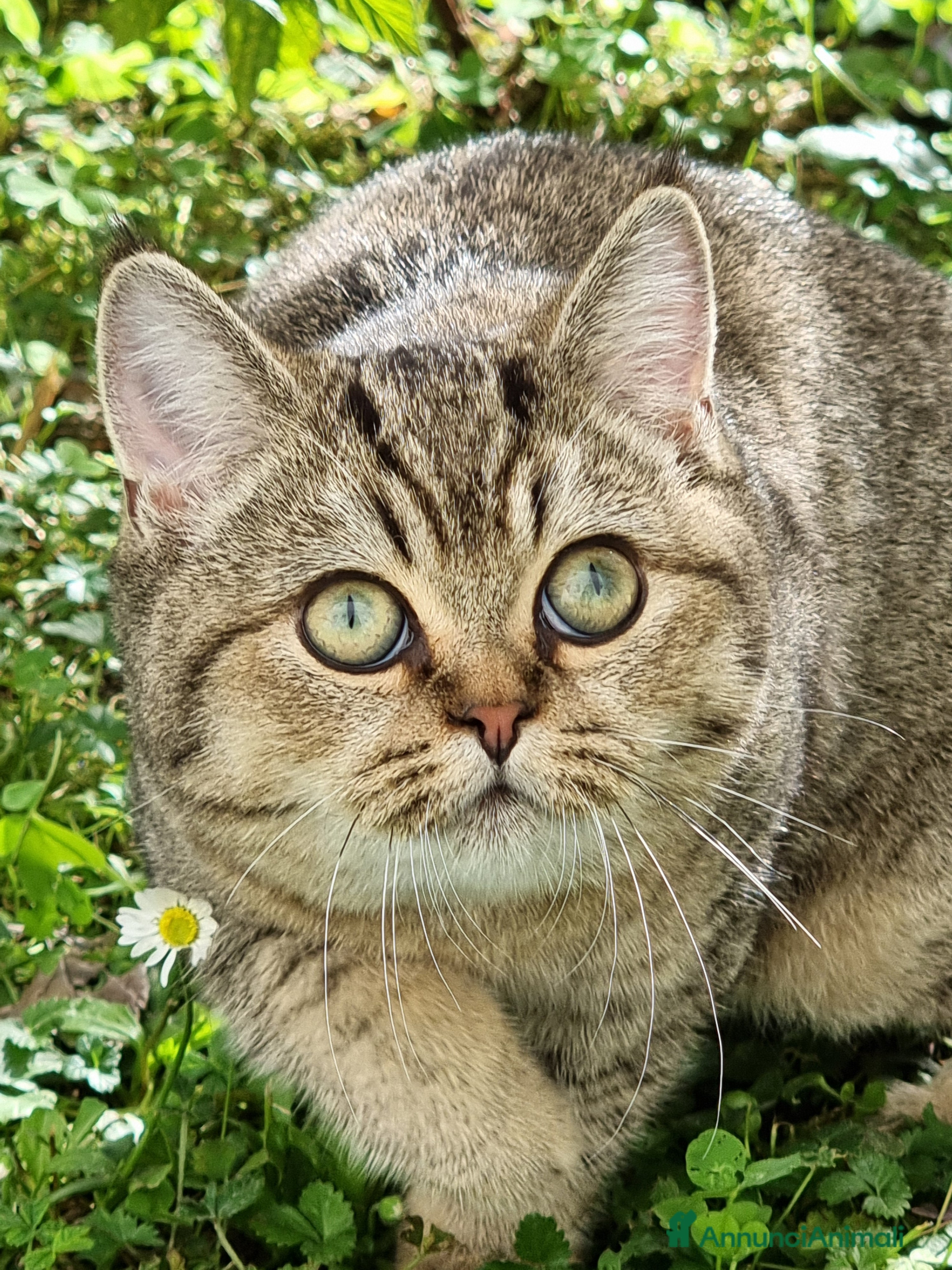 Scottish gatti Scottish Straight con Pedigree  - Annuncio 12