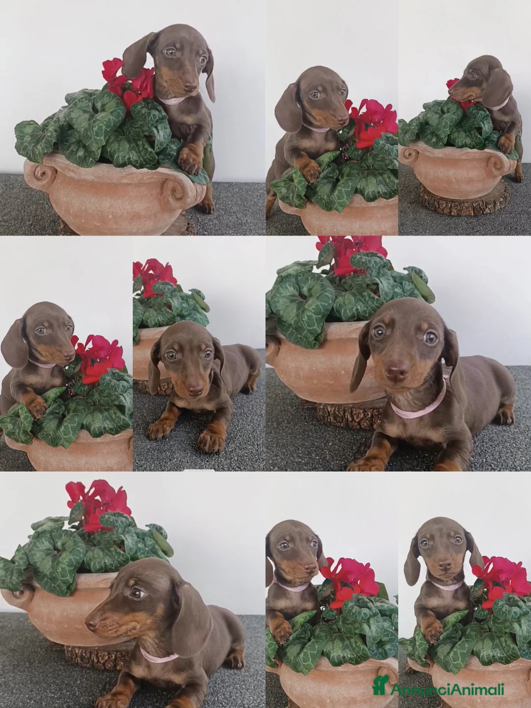 Bassotto cani in vendita: Bassotti cioccolato Pedigree con affisso - Annuncio 1