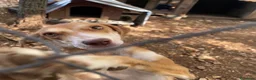 Meticcio cani in regalo: Wendy si sta spegnendo in un box - Annuncio 2