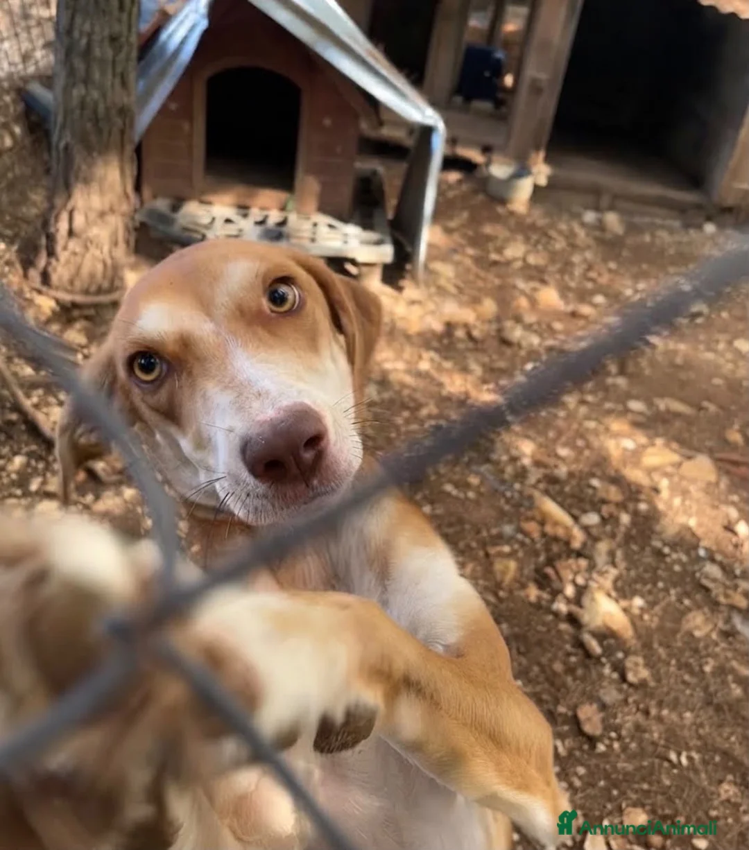 Meticcio cani in regalo: Wendy si sta spegnendo in un box - Annuncio 2