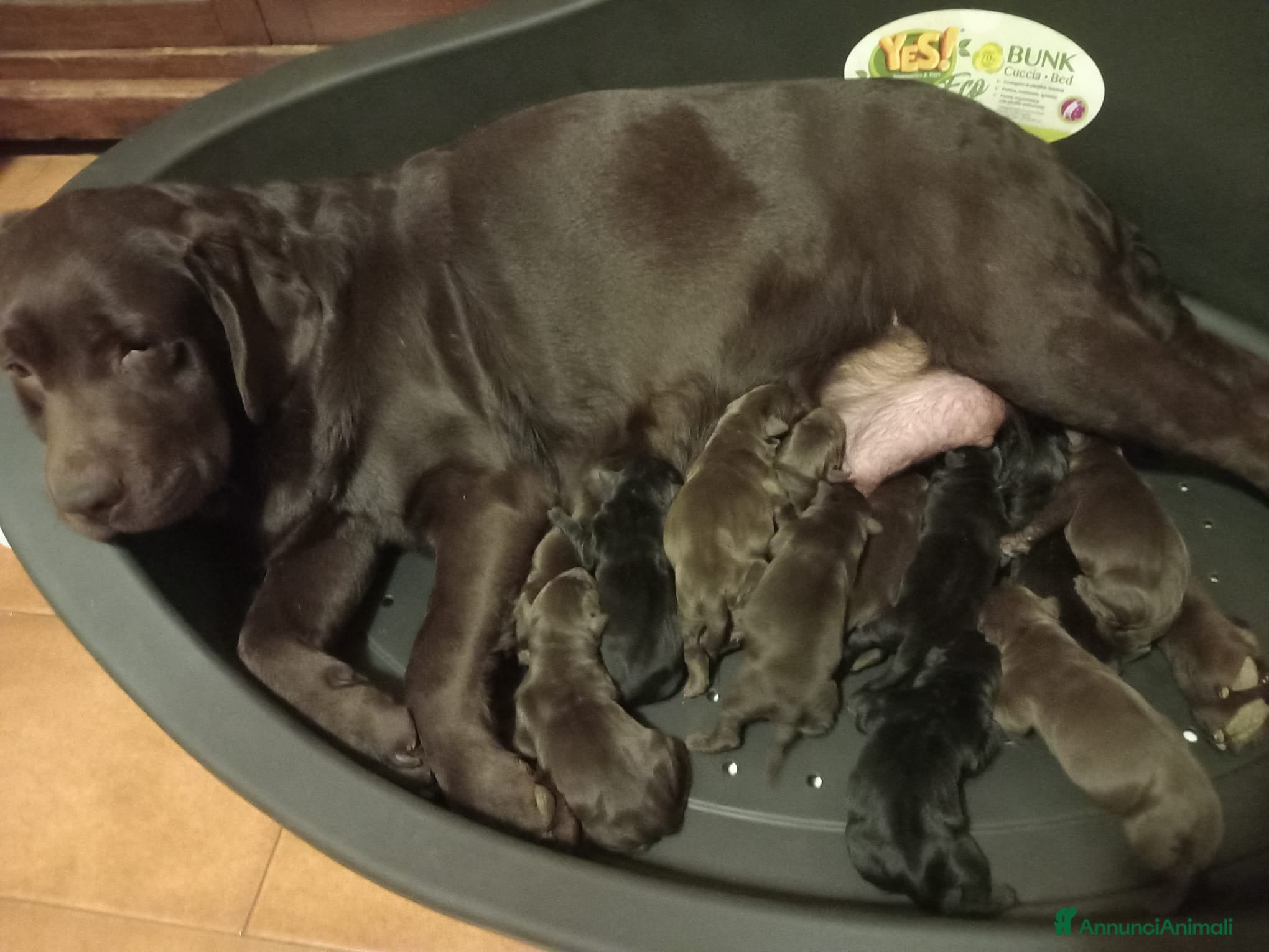 Labrador cani Labrador  - Annuncio 1