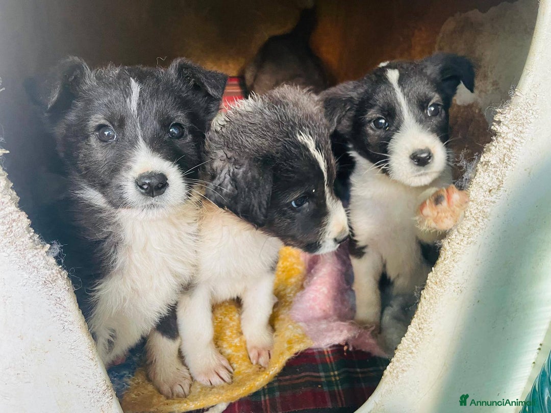 Meticcio cani in regalo: 4 cucciolotti meravigliosi cercano casa - Annuncio 25