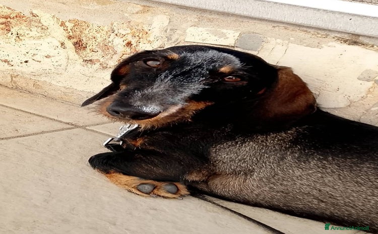 Bassotto cani Bassotta 18 mesi taglia nana  - Annuncio 4