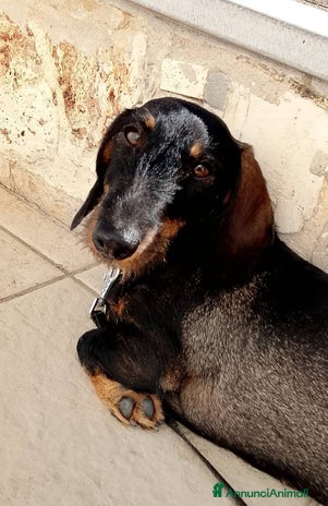 Bassotto cani Bassotta 18 mesi taglia nana - Annuncio 5