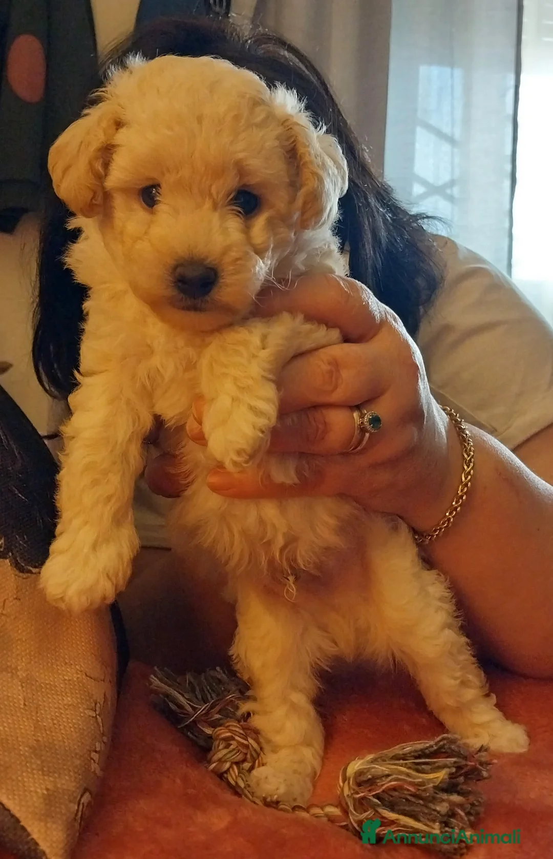 Barboncino Toy cani in vendita: Barboncino Toy Bianco  - Annuncio 2