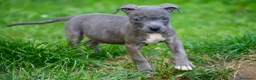 Pitbull cani in vendita: Cuccioli in pronta consegna, paghi anche a rate!  - Annuncio 9