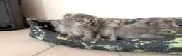Certosino gatti in vendita: Gattini nati il 13 aprile  - Annuncio 3