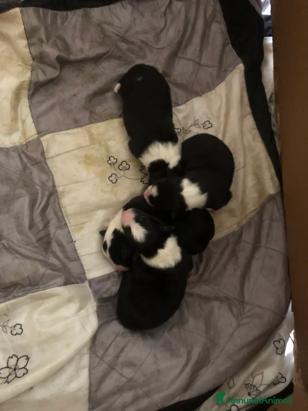 Border Collie cani in vendita: CUCCIOLI DI BORDER COLLIE  - Annuncio 6