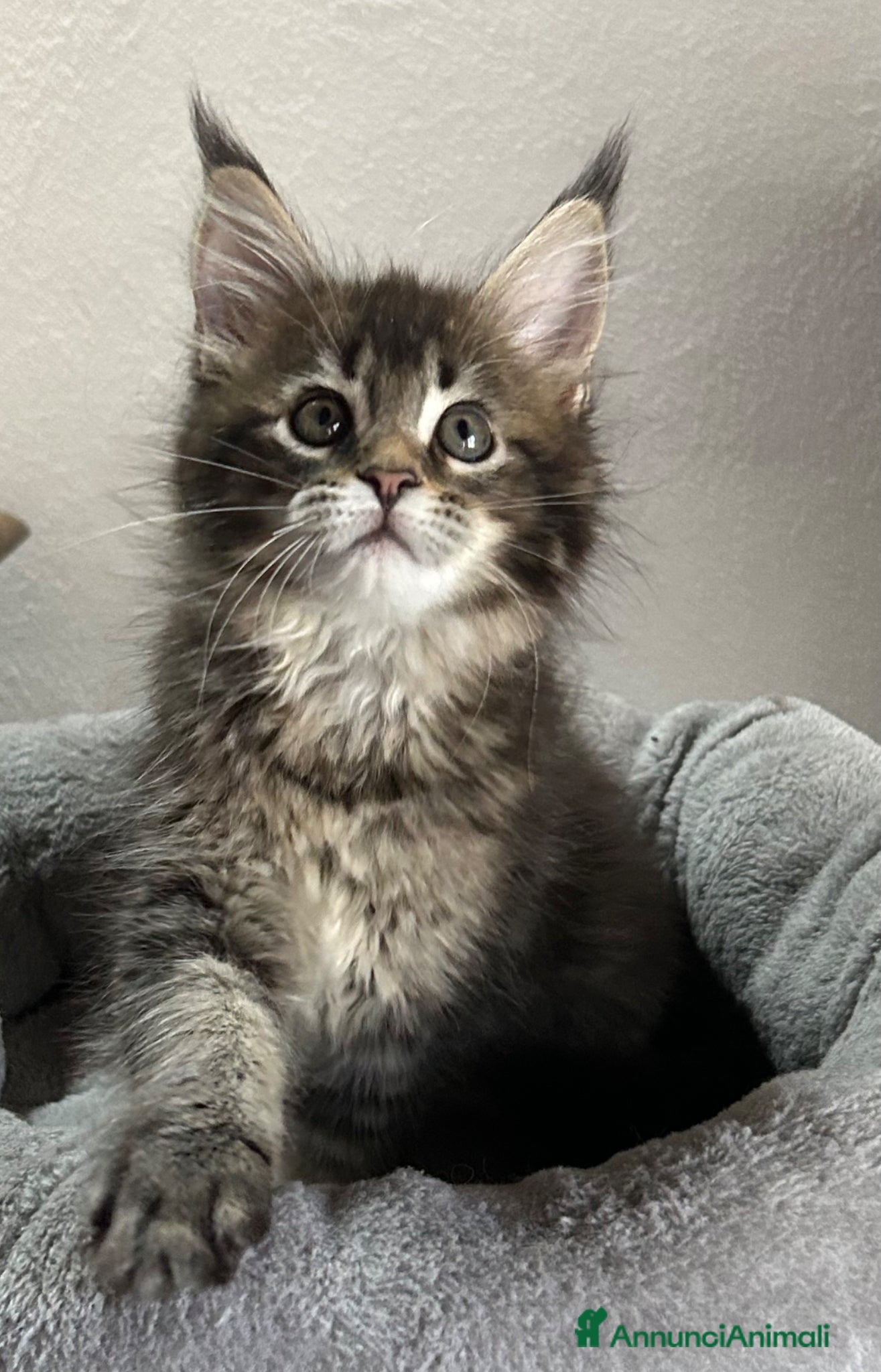 Maine Coon gatti Maine Coon - Annuncio 29