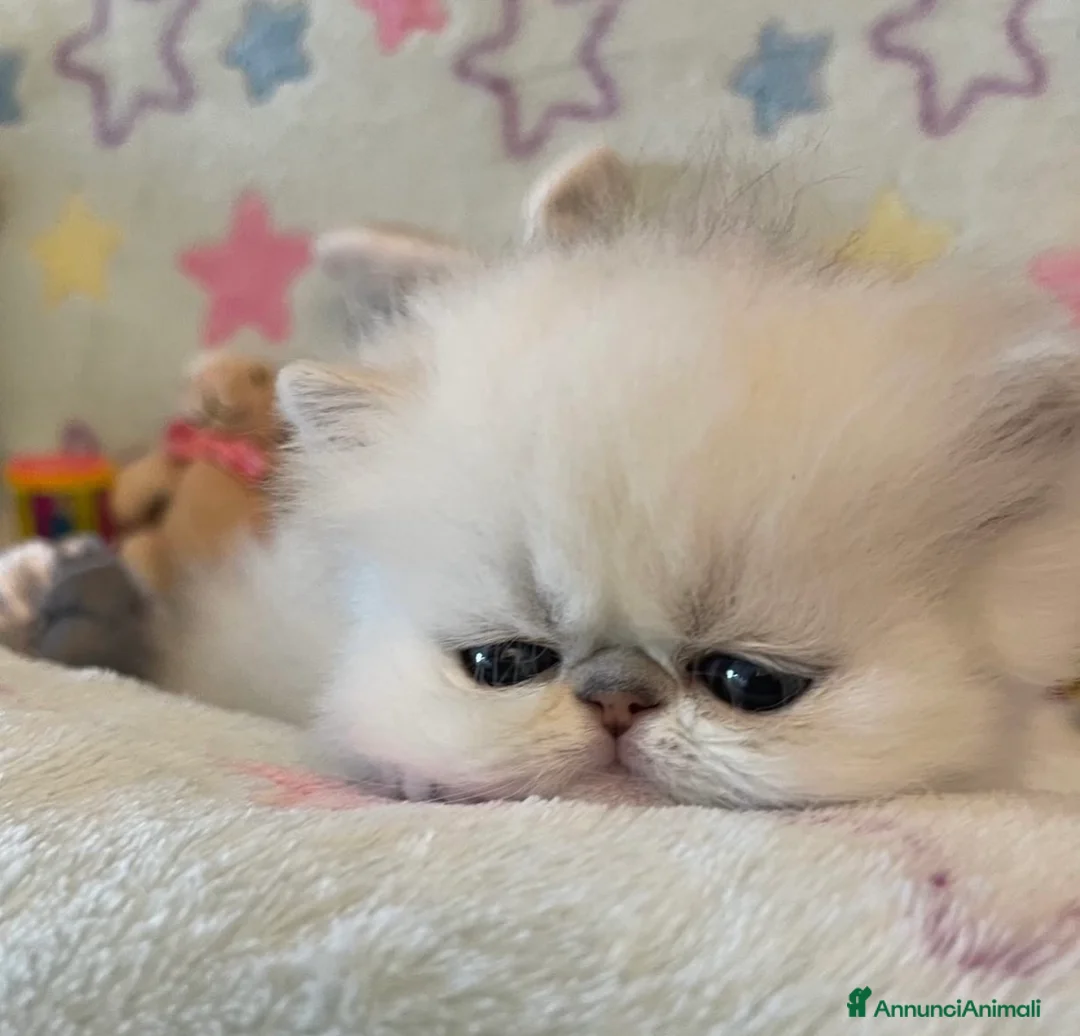 Immagine della galleria {{count}}