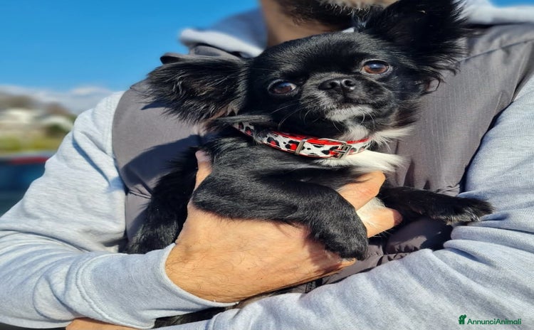 Chihuahua cani a Provincia di Biella - Annuncio 3