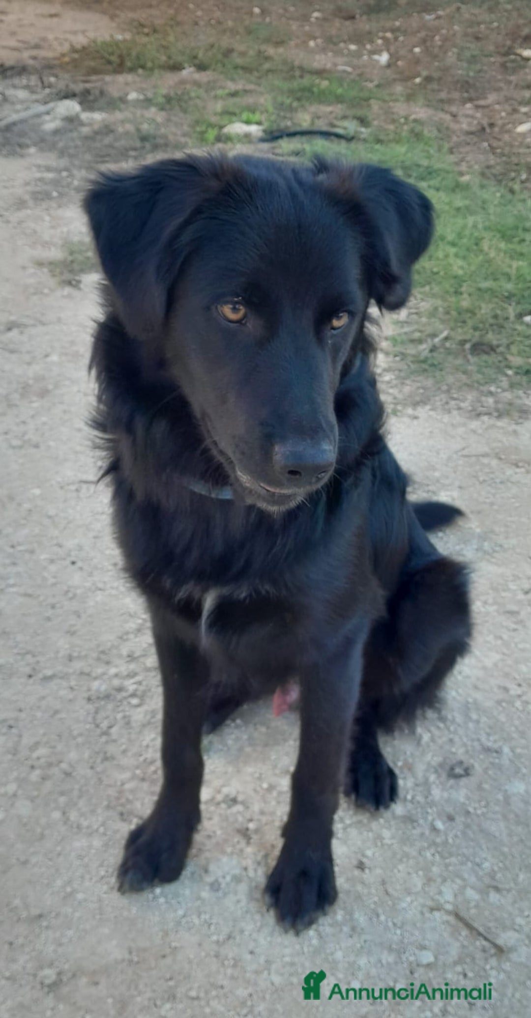 Meticcio cani in regalo: LUCIO MIX LABRADOR/BORDER COLLIE - Annuncio 4