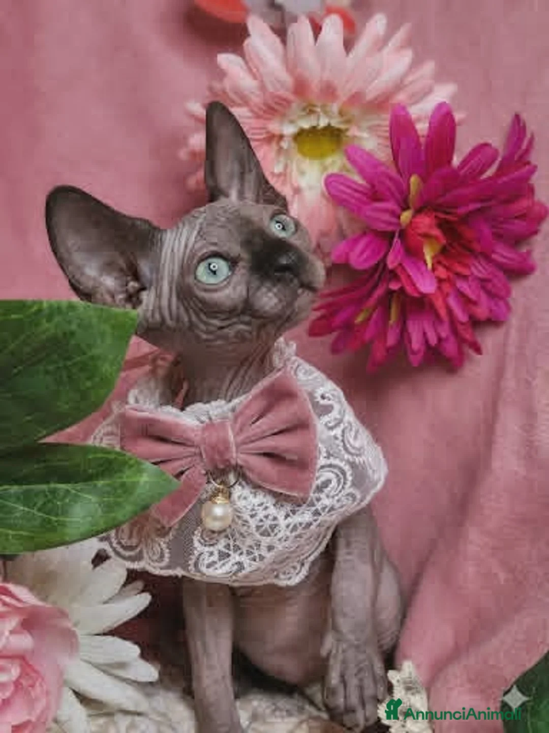 Sphynx gatti in vendita: sphynx cucciole - Annuncio 2