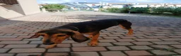 Segugio cani in regalo: Cane segugio  - Annuncio 3