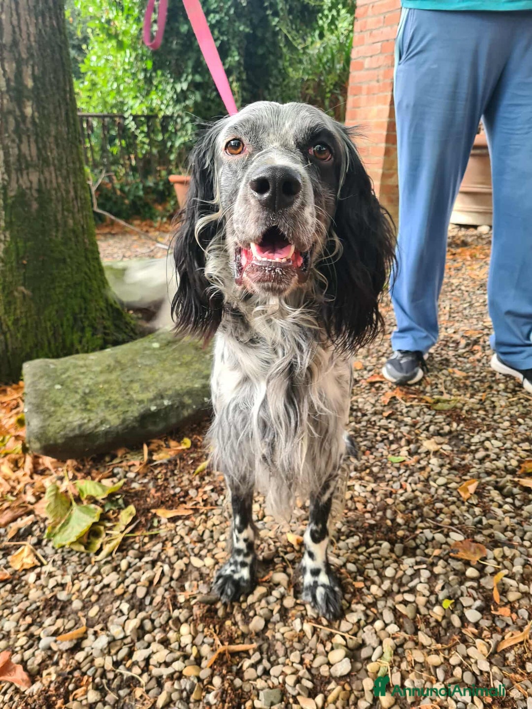 Setter Inglese cani in regalo: GINO, simpaticissimo SETTER INGLESE! - Annuncio 4