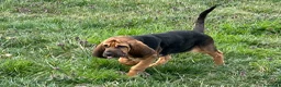 Bloodhound cani in vendita: Cuccioli Bloodhound  - Annuncio 8