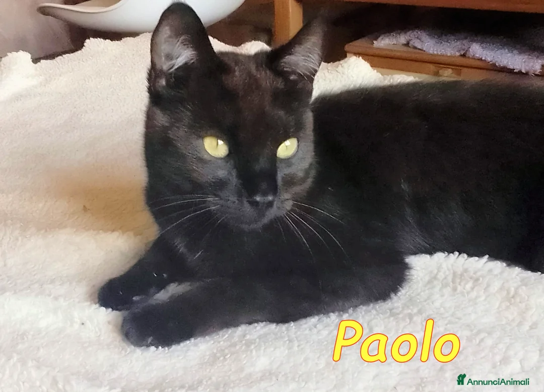 Europeo gatti in regalo: PAOLO GATTINO DI SEI MESI AFFETTUOSISSSIMO a Città metropolitana di Roma Capitale - Annuncio 2