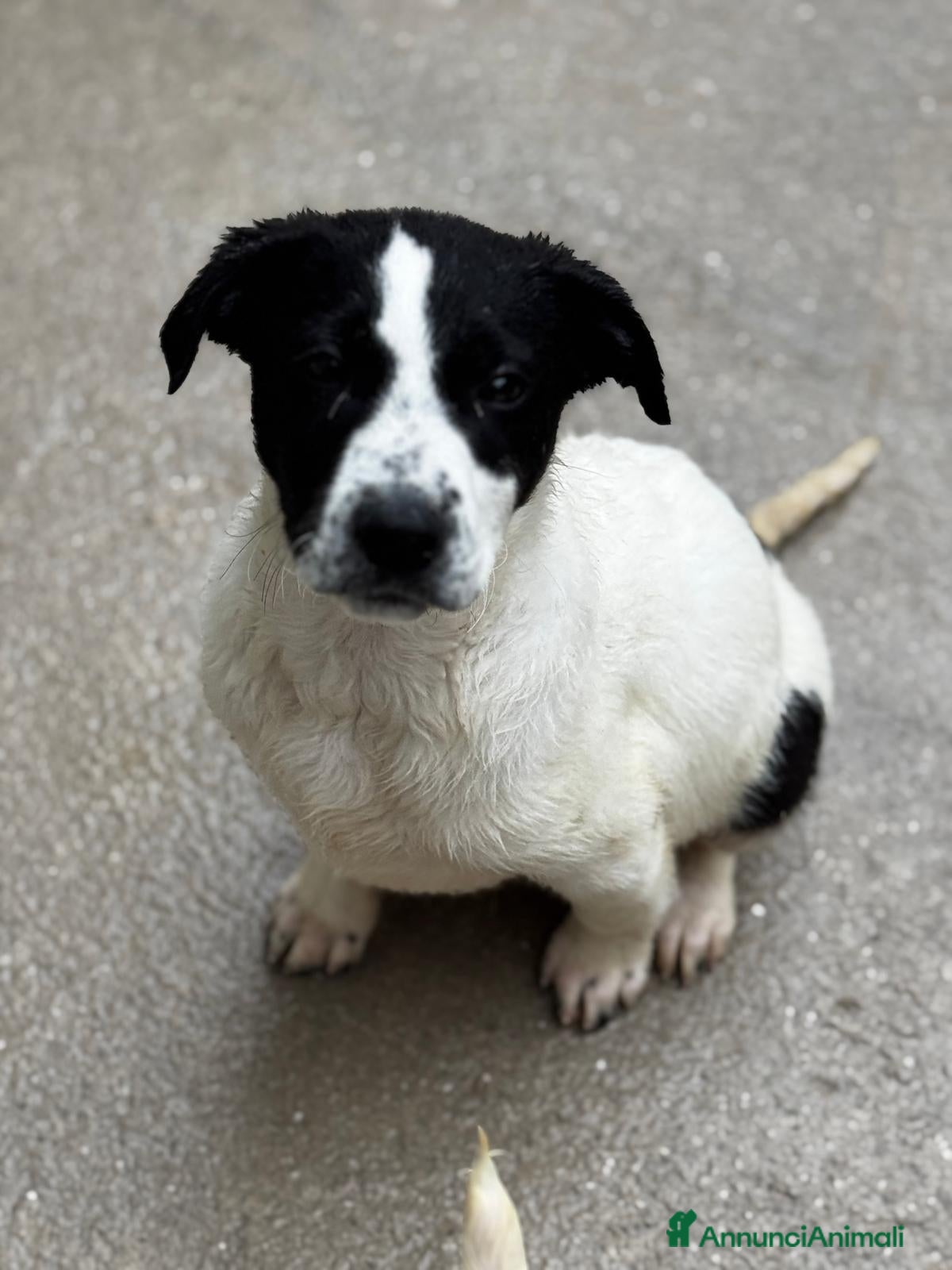 Meticcio cani Oliver cucciolo in adozione  - Annuncio 2