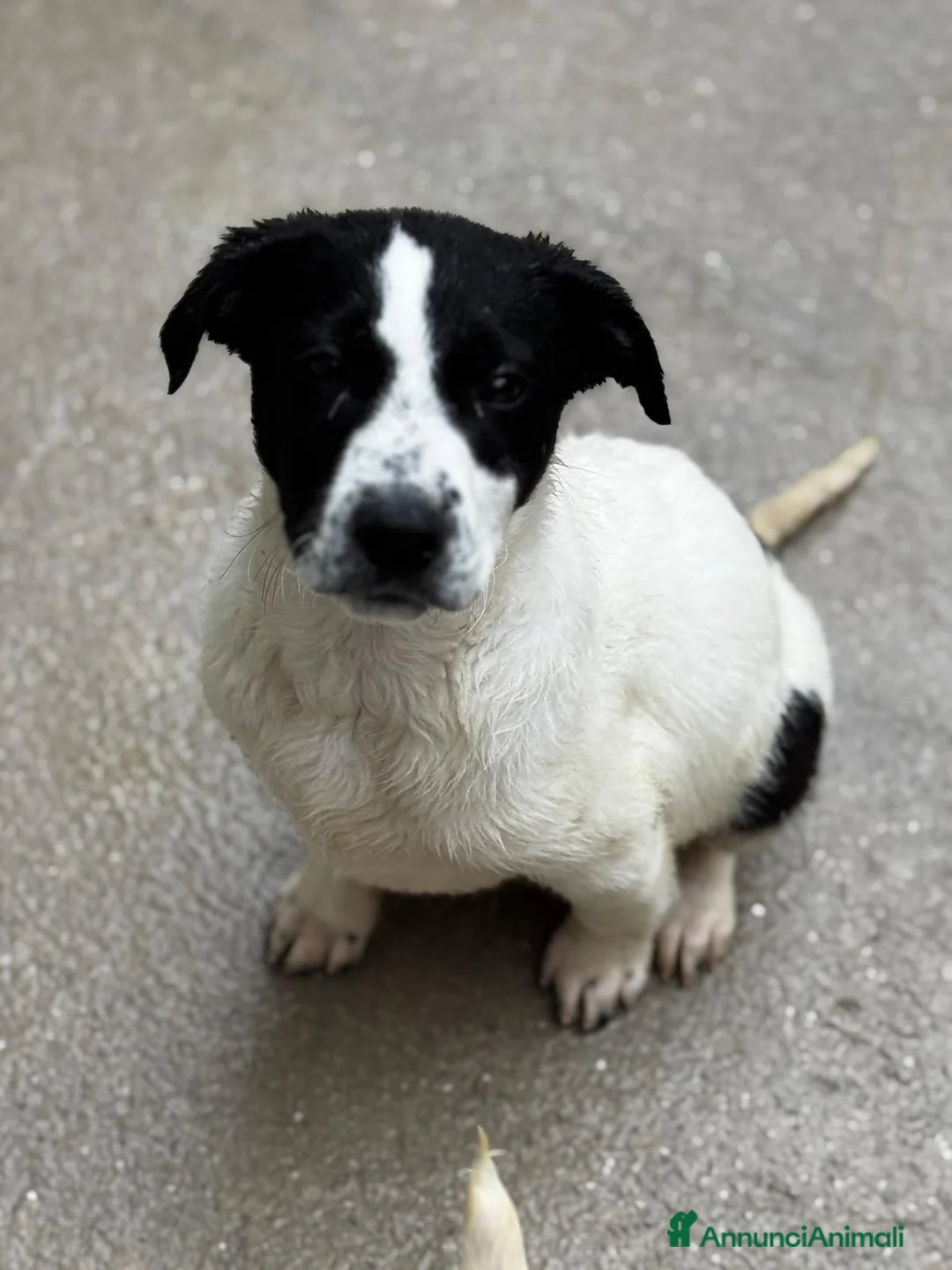 Meticcio cani in regalo: Oliver cucciolo in adozione  - Annuncio 1