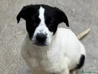 Meticcio cani Oliver cucciolo in adozione - Annuncio 2