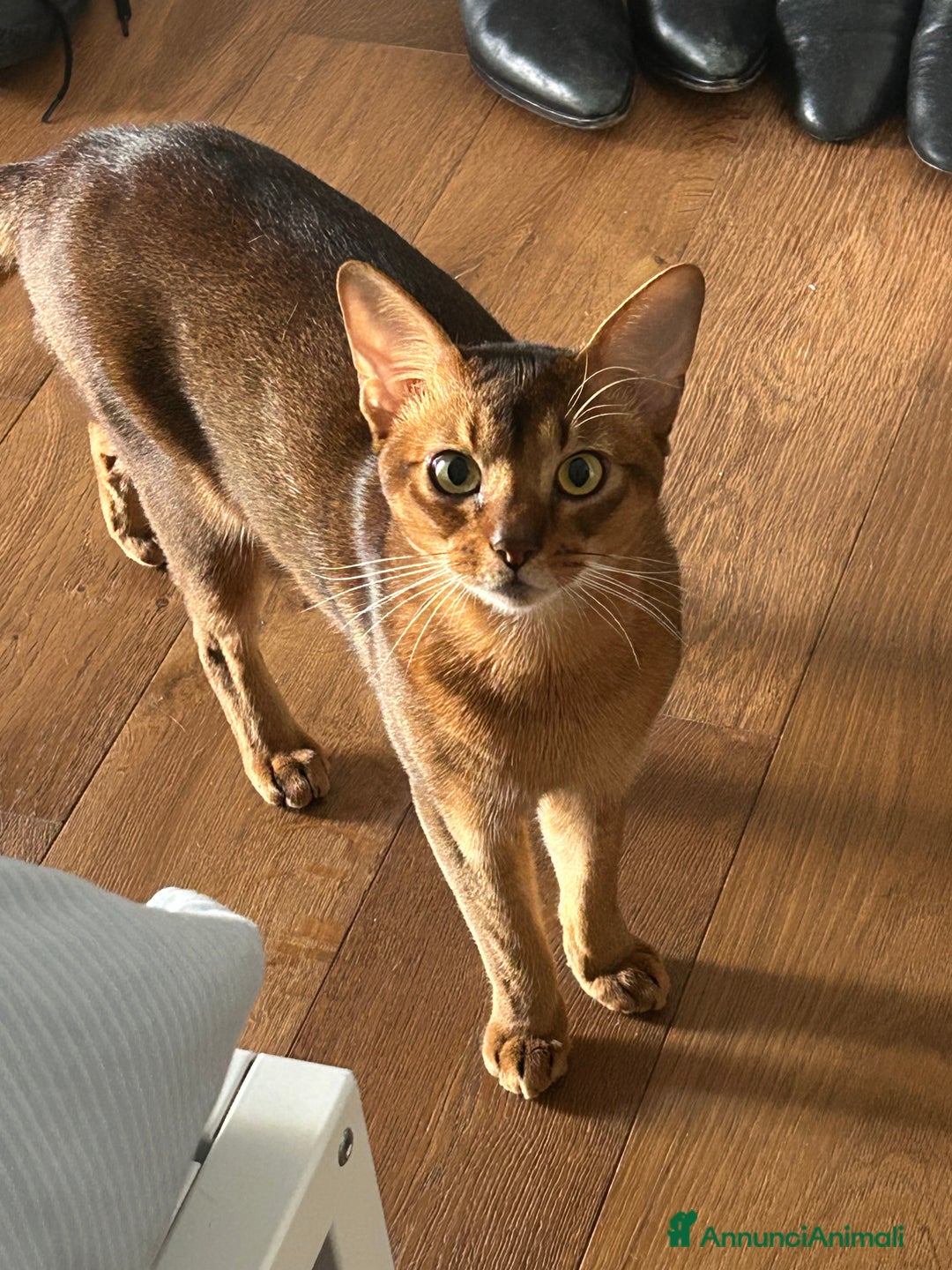 Abissino gatti per accoppiamento: Gatto Abissino Lucio cerca moglie  - Immagine 1