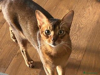 Abissino gatti Gatto Abissino Lucio cerca moglie - Annuncio 22