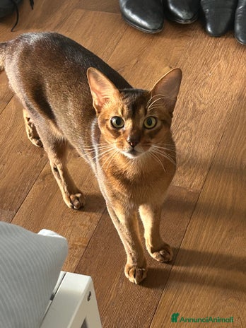 Abissino gatti Gatto Abissino Lucio cerca moglie - Annuncio 20