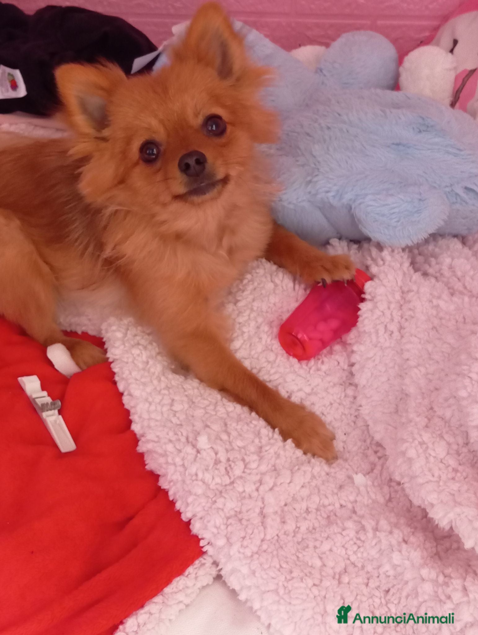 Volpino Pomerania cani Cuccioli di Pomerania  - Annuncio 14