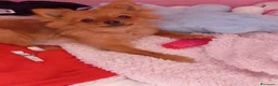 Volpino Pomerania cani in vendita: Cuccioli di Pomerania  a Provincia di Taranto - Annuncio 1