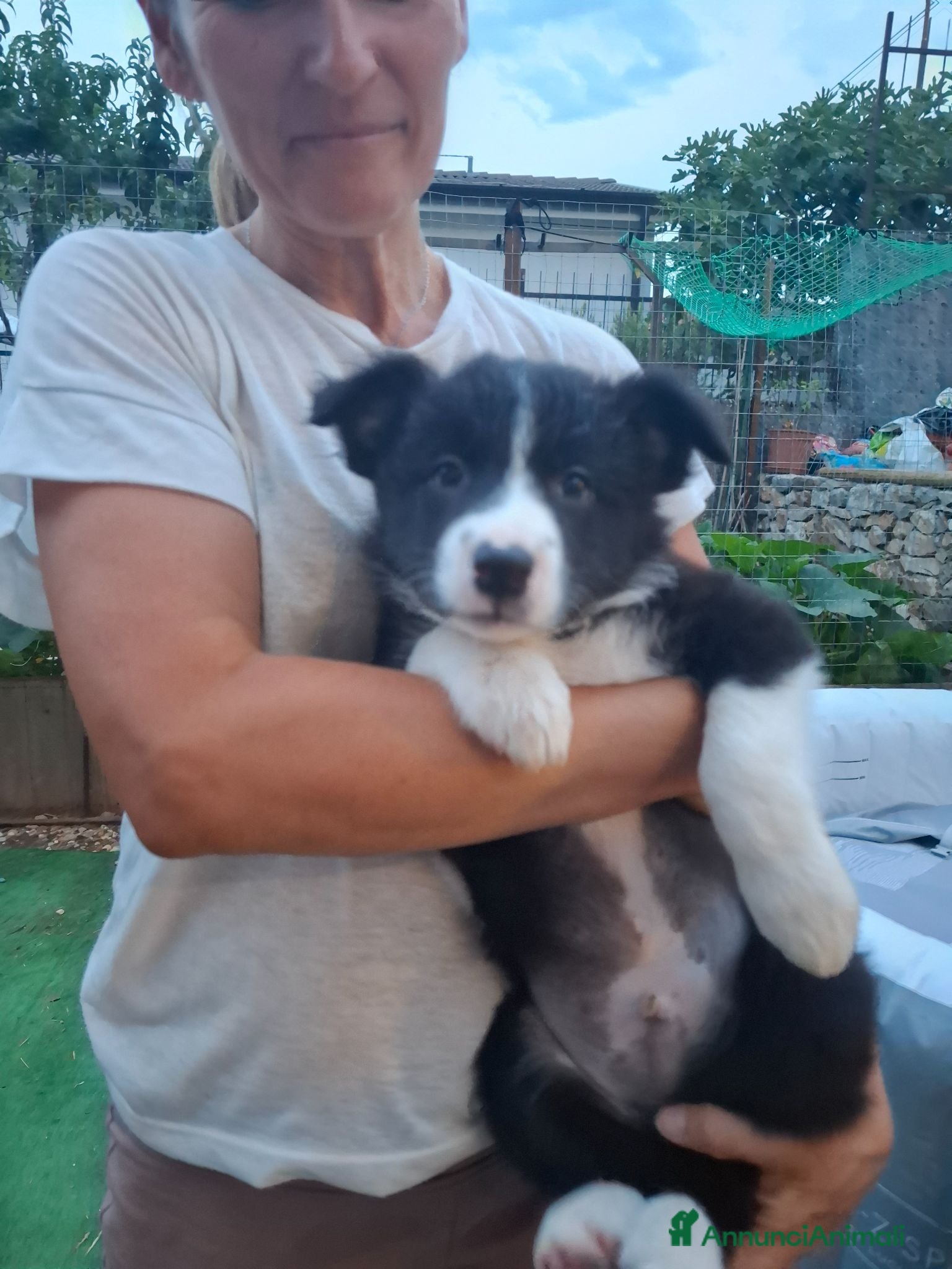 Border Collie cani Cuccioli border collie - Annuncio 1