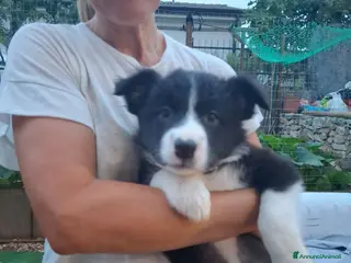 Border Collie cani Cuccioli border collie - Annuncio 1