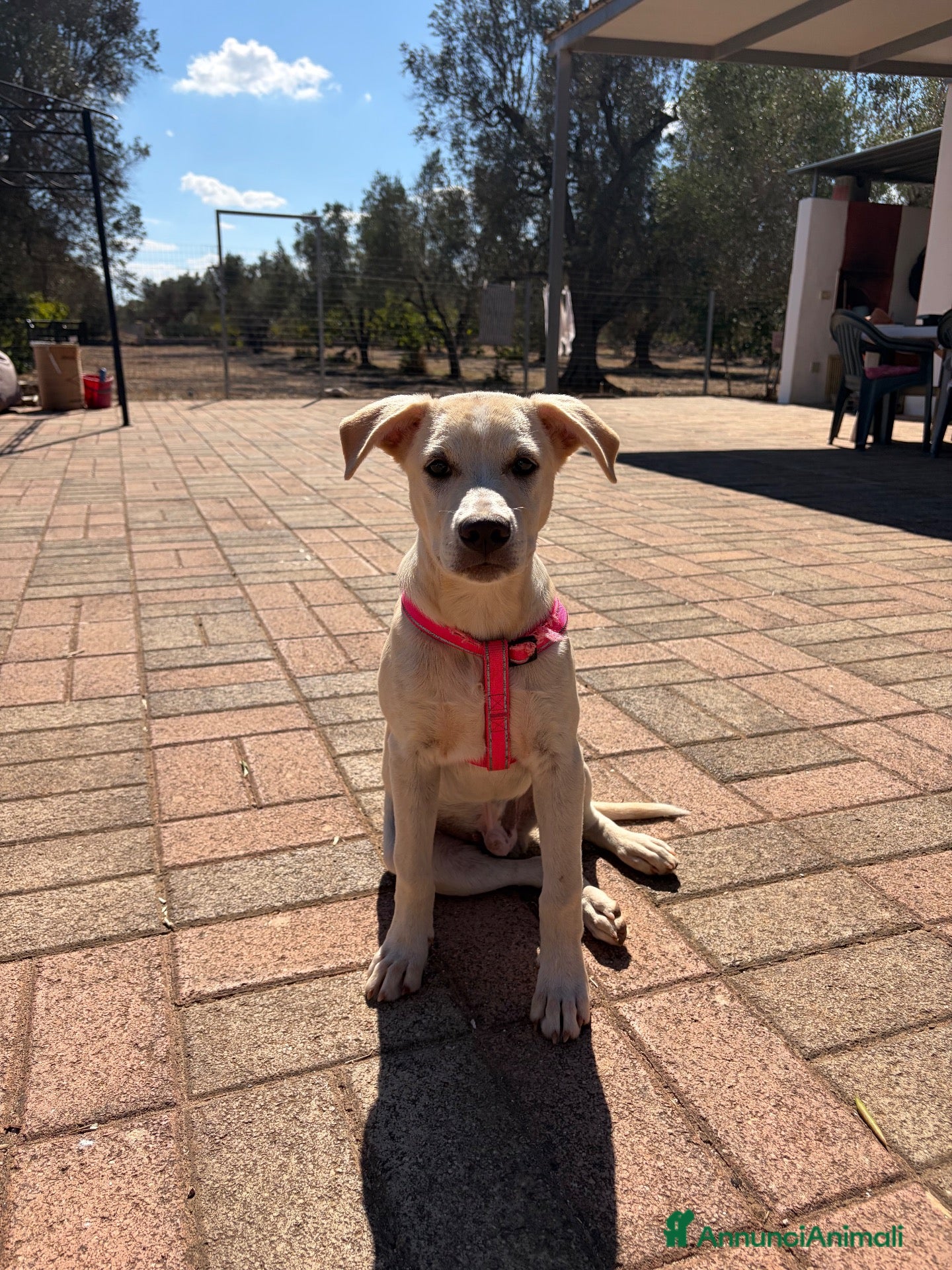 Meticcio cani 🐾 CERCASI CASA PER LA VITA! 🐾 - Annuncio 6