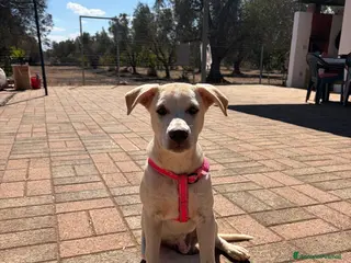 Meticcio cani 🐾 CERCASI CASA PER LA VITA! 🐾 - Annuncio 6