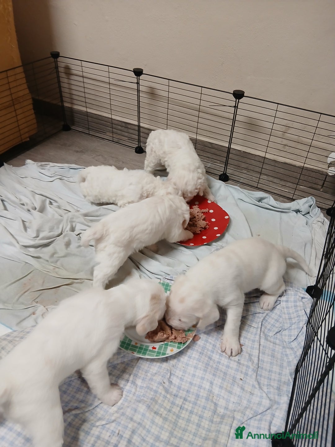 Meticcio cani in vendita: Cuccioli disponibili  - Annuncio 2