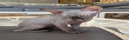 Sphynx gatti in vendita: Cuccioli Sphynks  - Annuncio 25