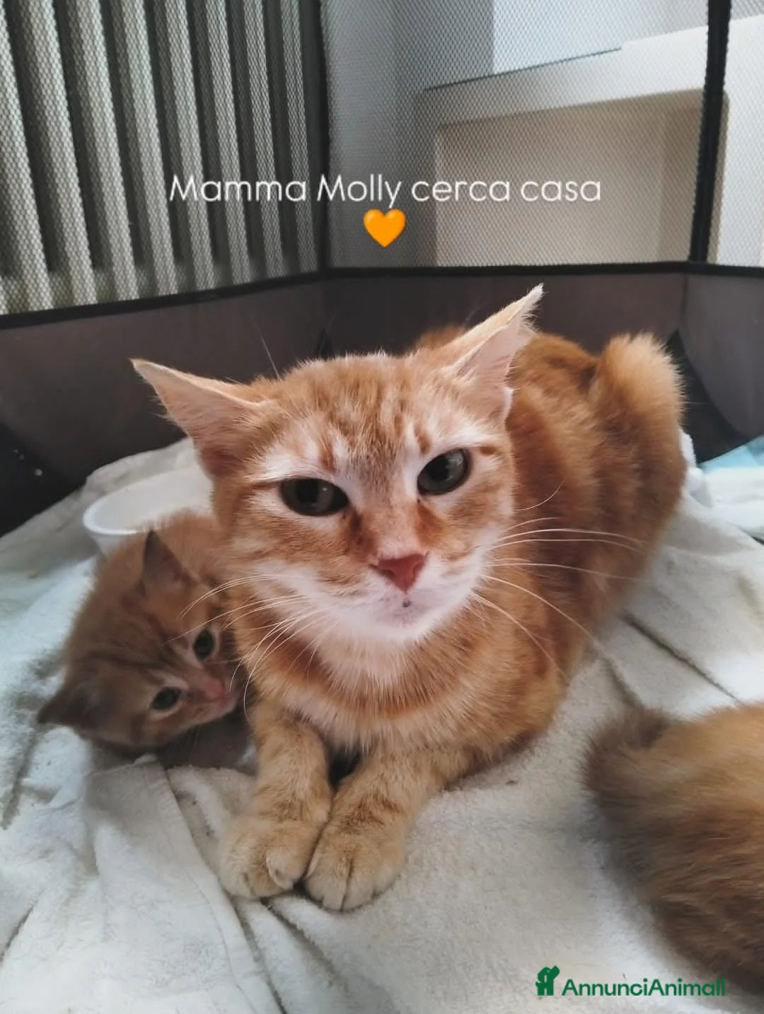 Europeo gatti in regalo: Mamma Molly cerca famiglia - Annuncio 1